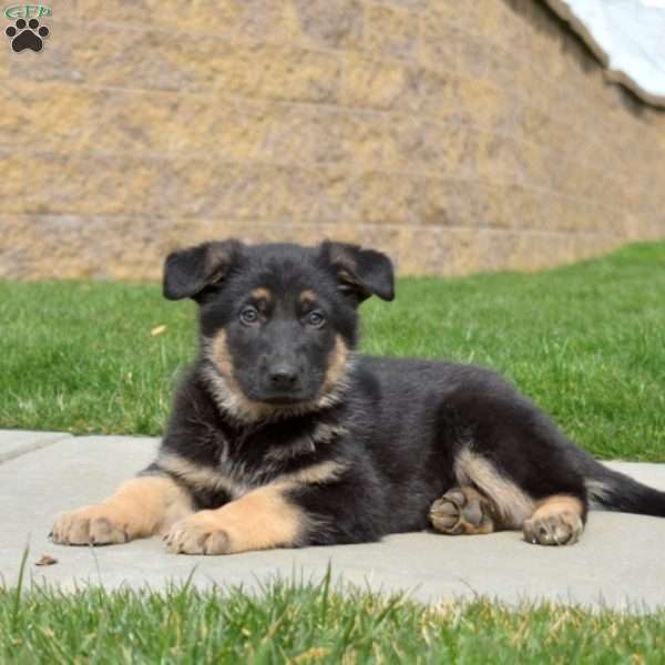 Hunter, German Shepherd Puppy