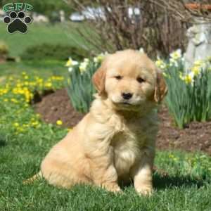 Hunter, Golden Retriever Puppy