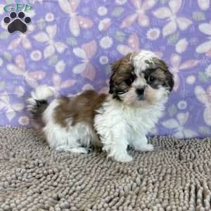 Shih tzu hot sale greenfield puppies