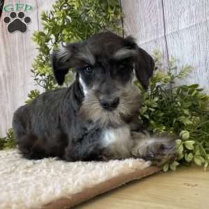 Ike, Miniature Schnauzer Puppy