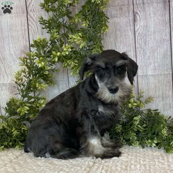 Ike, Miniature Schnauzer Puppy