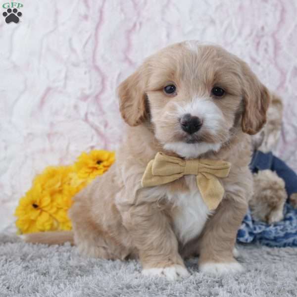 Jeryl, Mini Goldendoodle Puppy