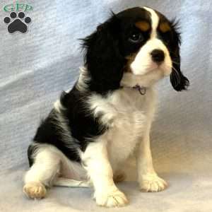 Onyx, Cavalier King Charles Spaniel Puppy