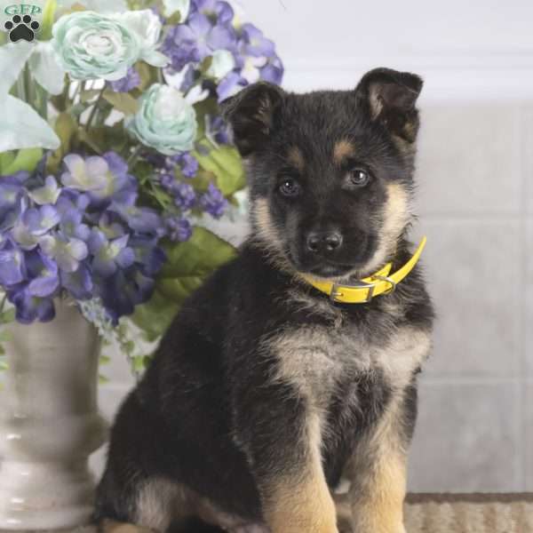 Bryan, German Shepherd Puppy