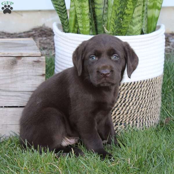 Romeo, Chocolate Labrador Retriever Puppy