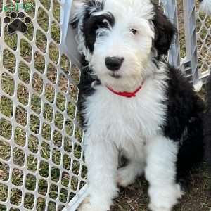Chip, Mini Sheepadoodle Puppy