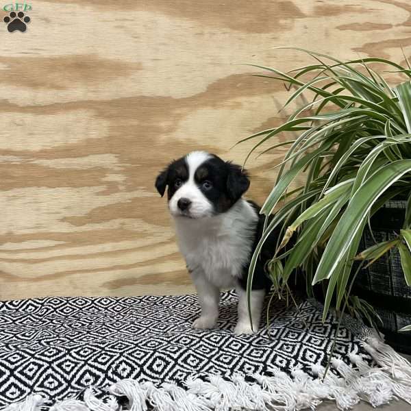 Tanya, Miniature Australian Shepherd Puppy