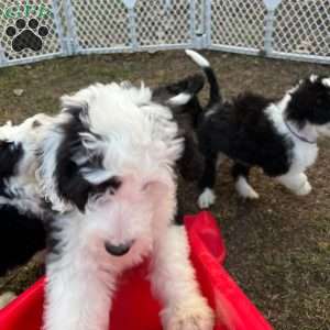 Chip, Mini Sheepadoodle Puppy