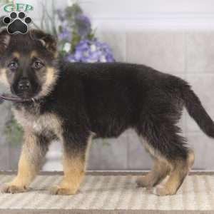 Brianna, German Shepherd Puppy