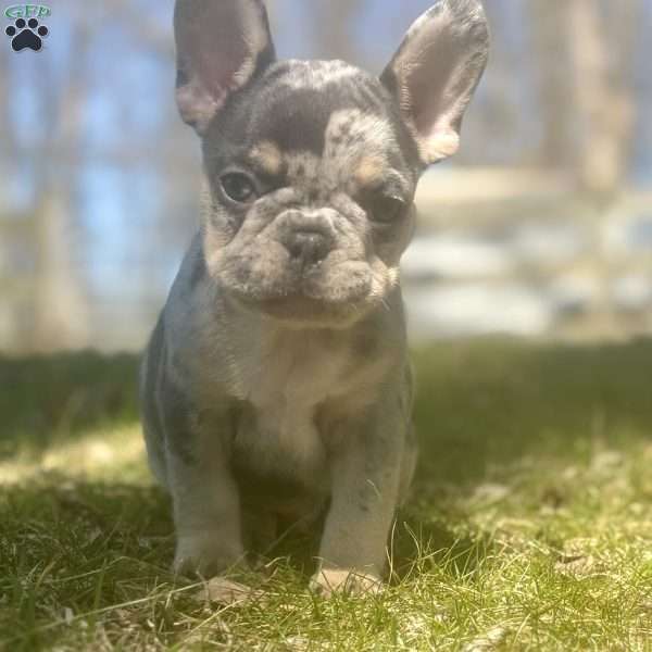 Rocco, French Bulldog Puppy
