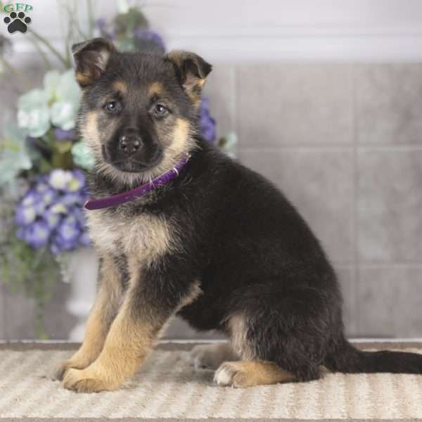 Brianna, German Shepherd Puppy