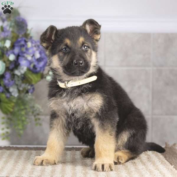 Bailey, German Shepherd Puppy