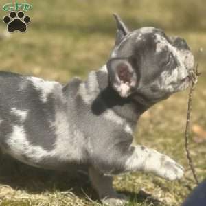 Buster, French Bulldog Puppy