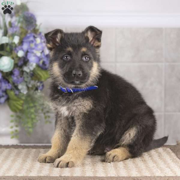 Benji, German Shepherd Puppy