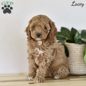 Lacey, Cockapoo Puppy