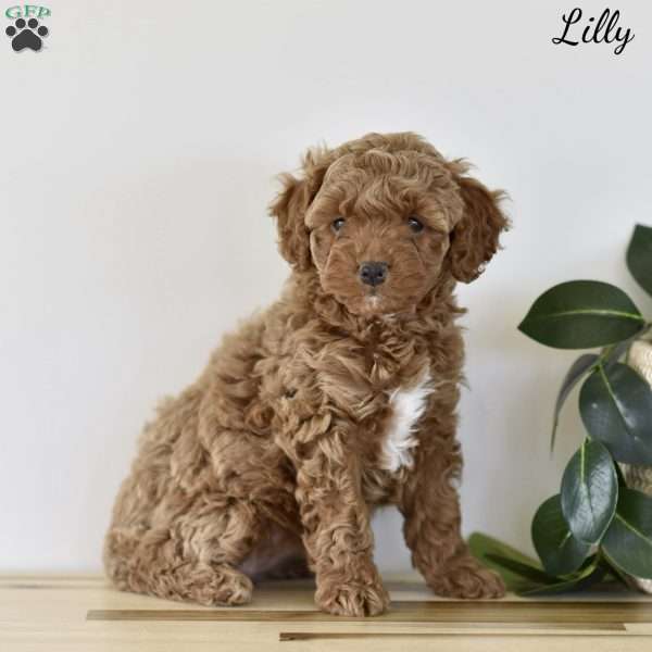 Lilly, Cockapoo Puppy