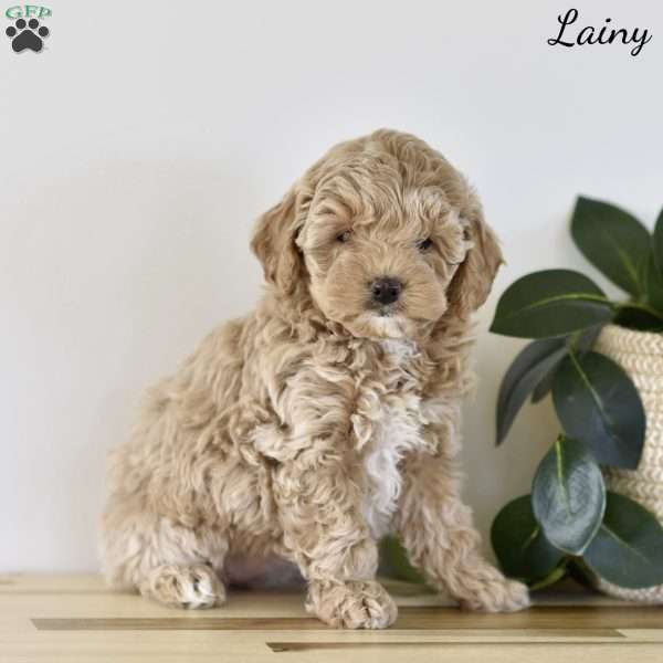 Lainy, Cockapoo Puppy