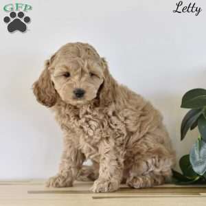 Letty, Cockapoo Puppy
