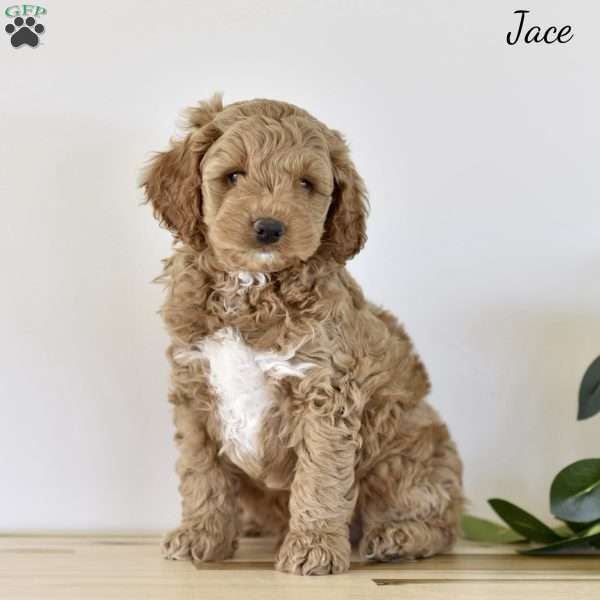 Jace, Cockapoo Puppy