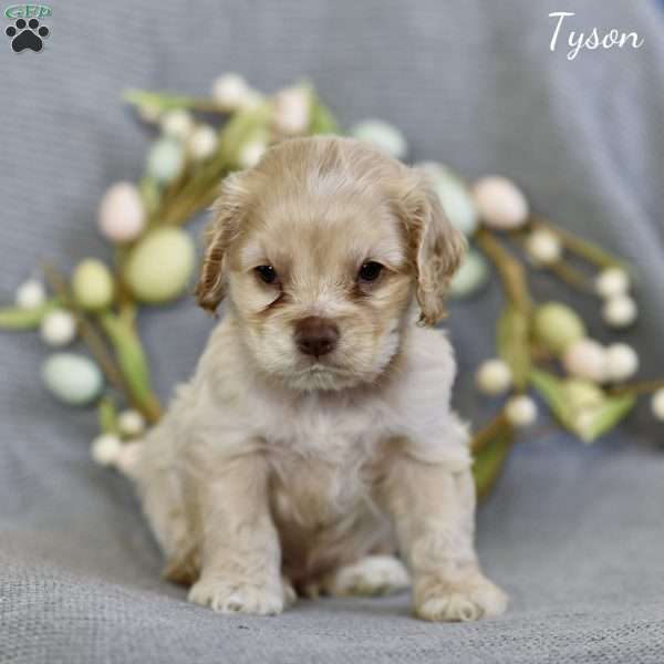 Tyson, Cocker Spaniel Puppy