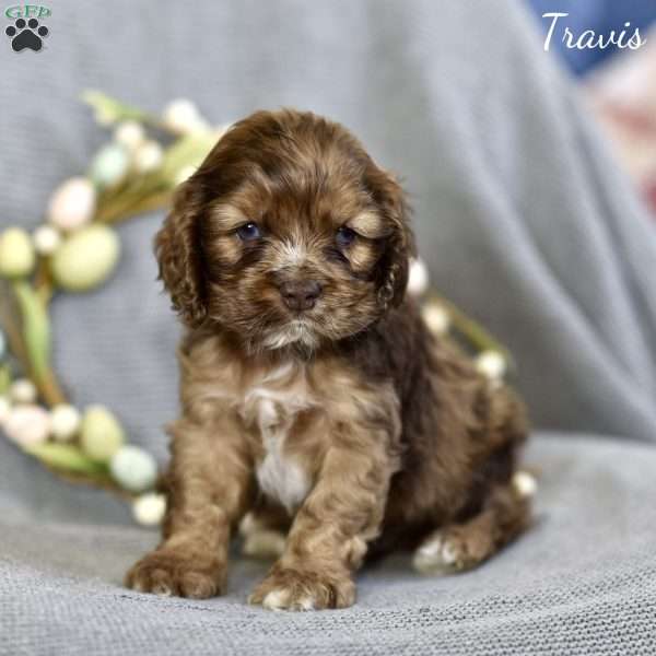 Travis, Cocker Spaniel Puppy
