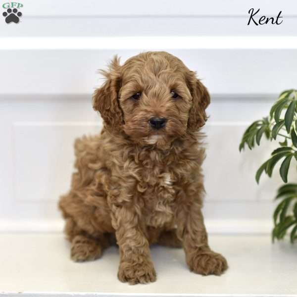Kent, Cockapoo Puppy