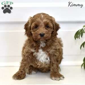 Kimmy, Cockapoo Puppy