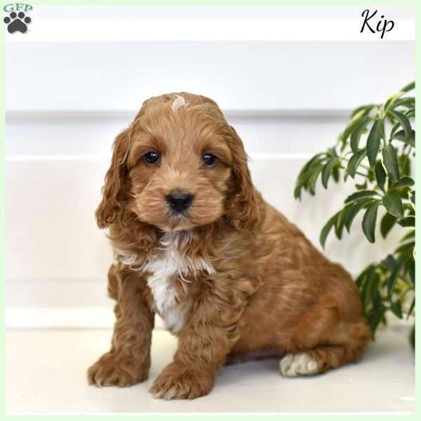 Kip, Cockapoo Puppy