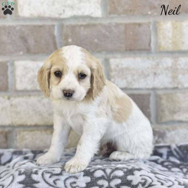 Neil, Cocker Spaniel Puppy