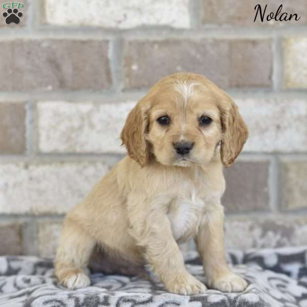 Nolan, Cocker Spaniel Puppy