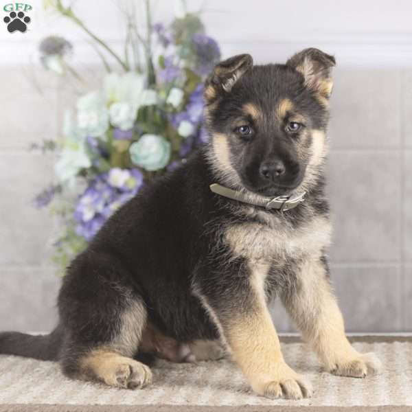 Bobby, German Shepherd Puppy
