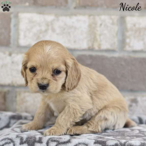 Nicole, Cocker Spaniel Puppy