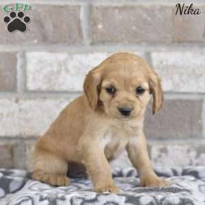 Nika, Cocker Spaniel Puppy