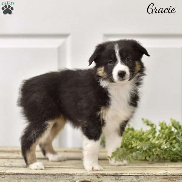 Gracie, Australian Shepherd Puppy