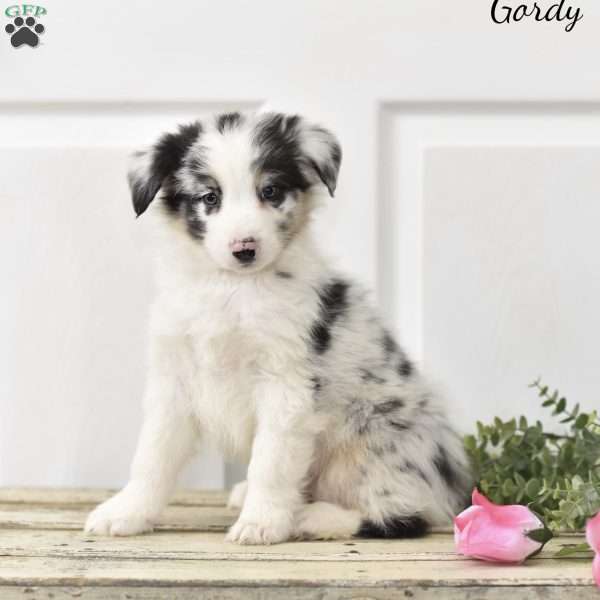 Gordy, Australian Shepherd Puppy