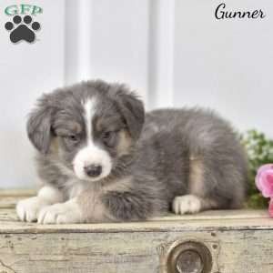 Gunner, Australian Shepherd Puppy