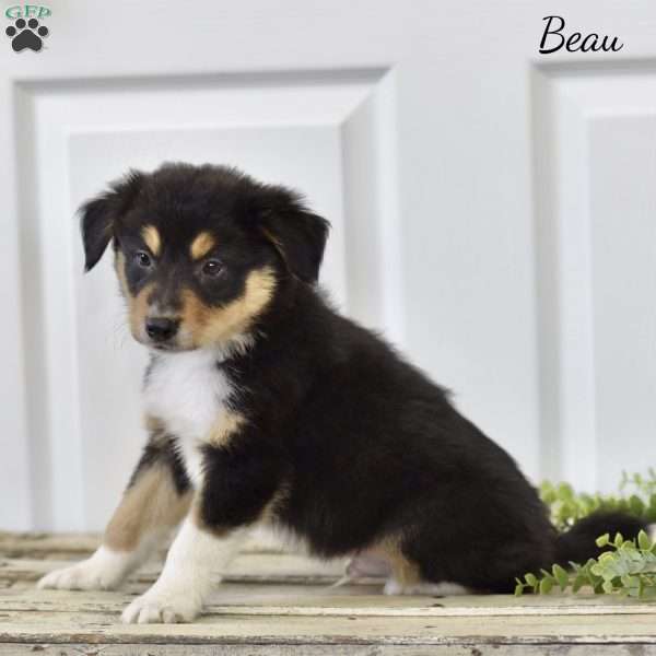 Beau, Miniature Australian Shepherd Puppy
