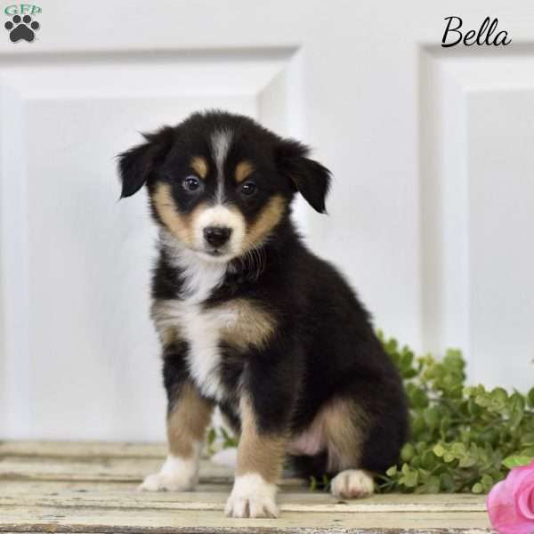 Bella, Miniature Australian Shepherd Puppy