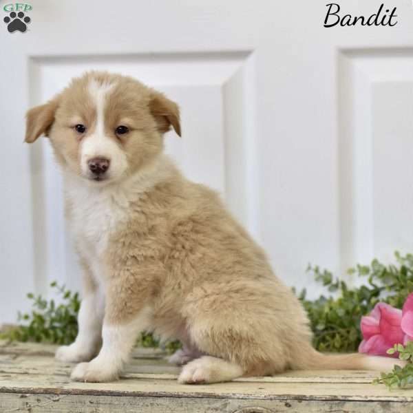 Bandit, Miniature Australian Shepherd Puppy