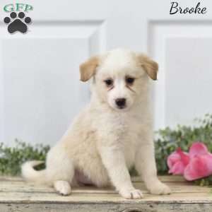 Brooke, Miniature Australian Shepherd Puppy