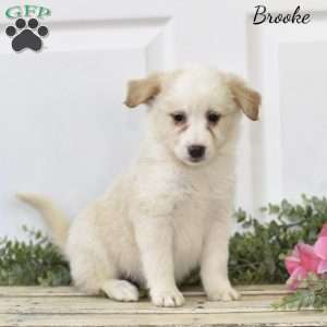 Brooke, Miniature Australian Shepherd Puppy