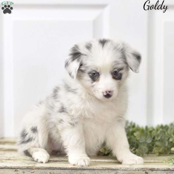 Goldy, Australian Shepherd Puppy