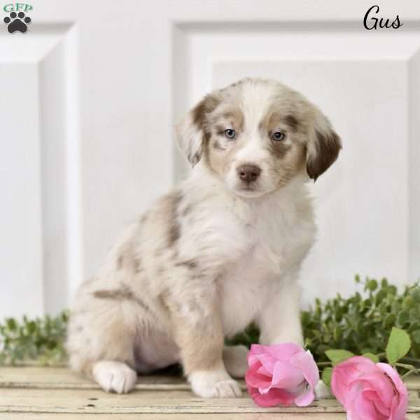 Gus, Australian Shepherd Puppy