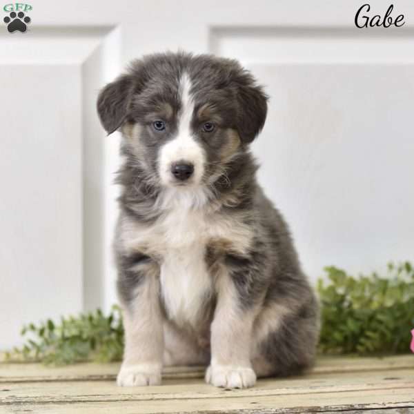 Gabe, Australian Shepherd Puppy