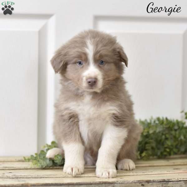 Georgie, Australian Shepherd Puppy