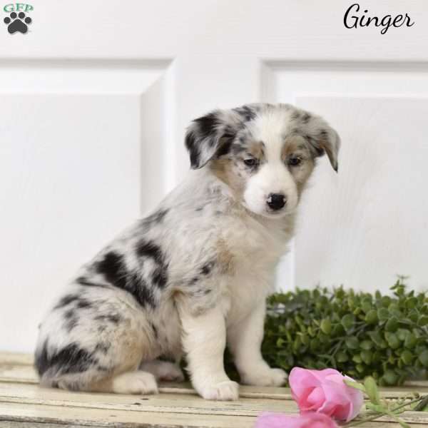 Ginger, Australian Shepherd Puppy