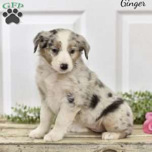 Ginger, Australian Shepherd Puppy