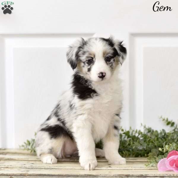 Gem, Australian Shepherd Puppy