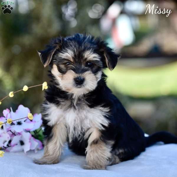 Missy, Morkie / Yorktese Puppy