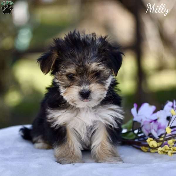 Milly, Morkie / Yorktese Puppy